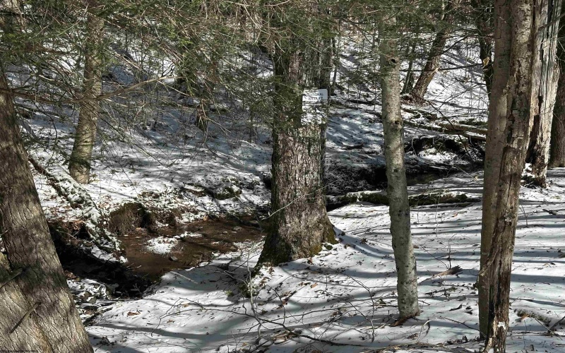 Lot 16 Black Bear Trail, Davis, West Virginia 26260, ,Lots/land,For Sale,Black Bear,10158307