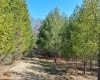 638 Oak Grove Cementary Road, Terra Alta, West Virginia 26764, ,Lots/land,For Sale,Oak Grove Cementary,10158353