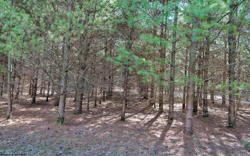 638 Oak Grove Cementary Road, Terra Alta, West Virginia 26764, ,Lots/land,For Sale,Oak Grove Cementary,10158353