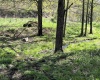 3595 Licking Creek Road, Parsons, West Virginia 26287, ,Lots/land,For Sale,Licking Creek,10158452