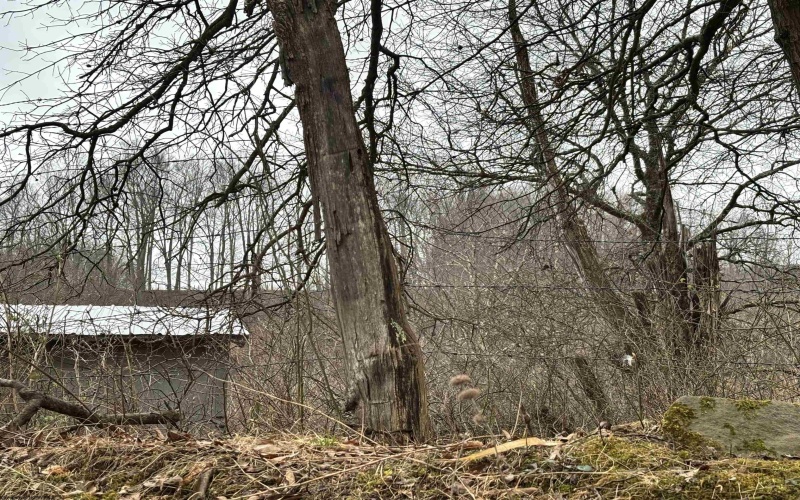 537 Carl Phillips Road, Montrose, West Virginia 26283, ,Lots/land,For Sale,Carl Phillips,10158552