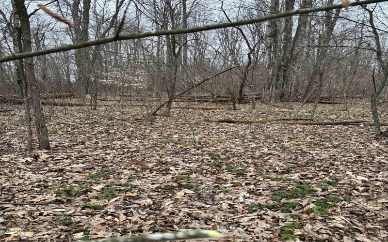 838 Charlie Phillips Road, Montrose, West Virginia 26283, ,Lots/land,For Sale,Charlie Phillips,10158553