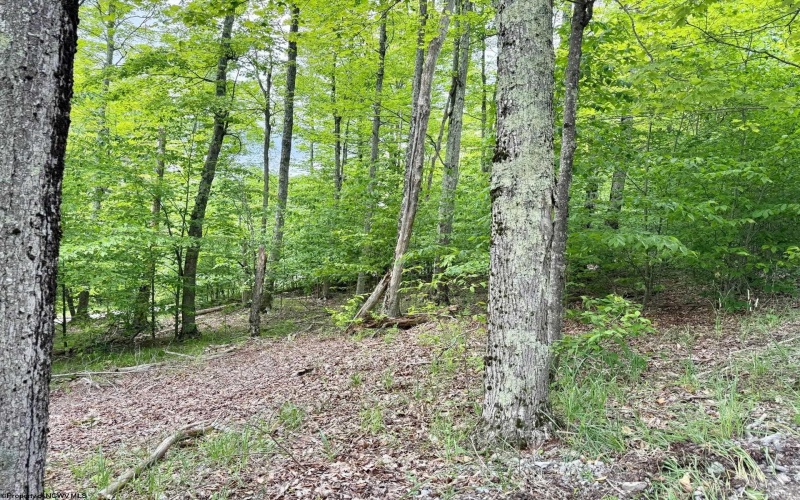 56 Winterset Drive, Davis, West Virginia 26260, ,Lots/land,For Sale,Winterset,10158606