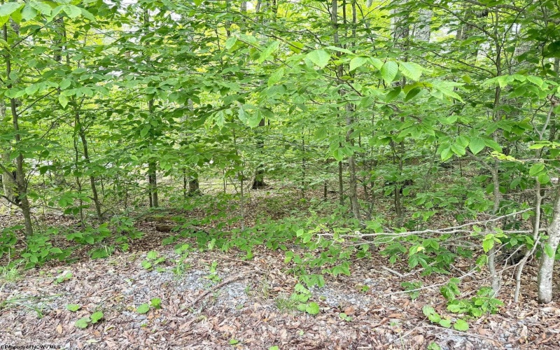 56 Winterset Drive, Davis, West Virginia 26260, ,Lots/land,For Sale,Winterset,10158606