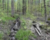 Lot 147 Cabin Mountain Road, Davis, West Virginia 26260, ,Lots/land,For Sale,Cabin Mountain,10158709