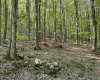 Lot 147 Cabin Mountain Road, Davis, West Virginia 26260, ,Lots/land,For Sale,Cabin Mountain,10158709