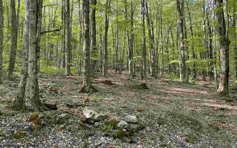 Lot 147 Cabin Mountain Road, Davis, West Virginia 26260, ,Lots/land,For Sale,Cabin Mountain,10158709