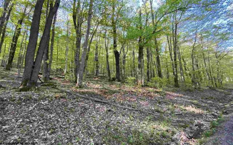 Lot 147 Cabin Mountain Road, Davis, West Virginia 26260, ,Lots/land,For Sale,Cabin Mountain,10158709