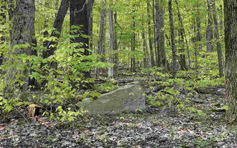 Lot 147 Cabin Mountain Road, Davis, West Virginia 26260, ,Lots/land,For Sale,Cabin Mountain,10158709
