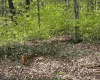 Lot 147 Cabin Mountain Road, Davis, West Virginia 26260, ,Lots/land,For Sale,Cabin Mountain,10158709