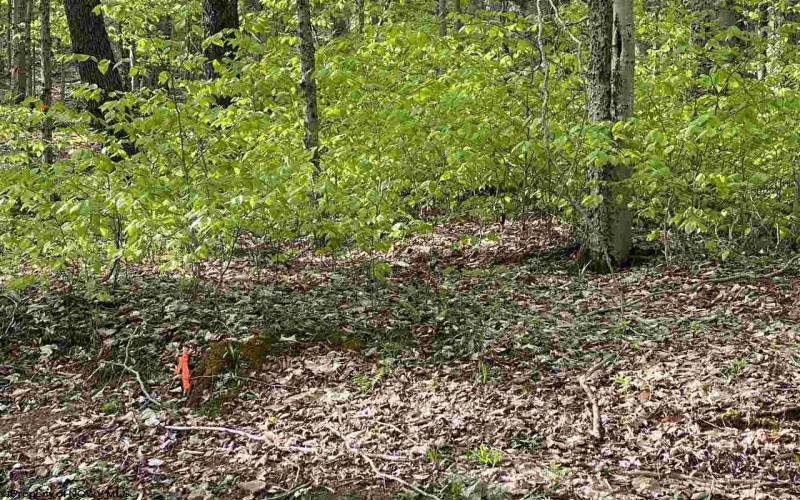 Lot 147 Cabin Mountain Road, Davis, West Virginia 26260, ,Lots/land,For Sale,Cabin Mountain,10158709
