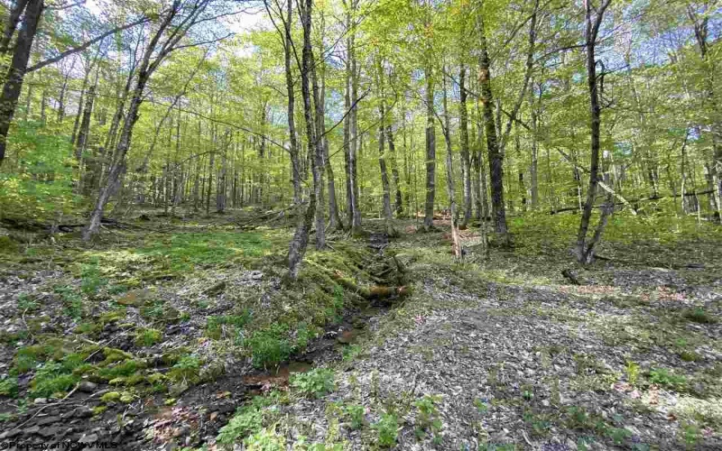 Lot 147 Cabin Mountain Road, Davis, West Virginia 26260, ,Lots/land,For Sale,Cabin Mountain,10158709