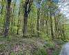 Lot 147 Cabin Mountain Road, Davis, West Virginia 26260, ,Lots/land,For Sale,Cabin Mountain,10158709