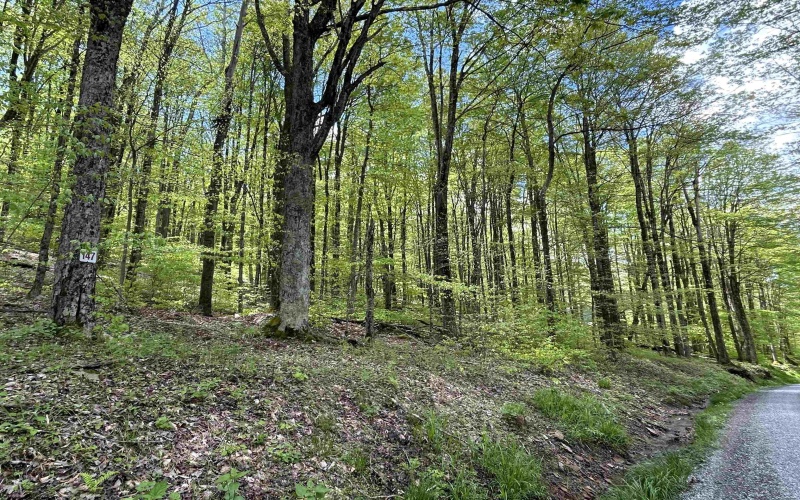 Lot 147 Cabin Mountain Road, Davis, West Virginia 26260, ,Lots/land,For Sale,Cabin Mountain,10158709