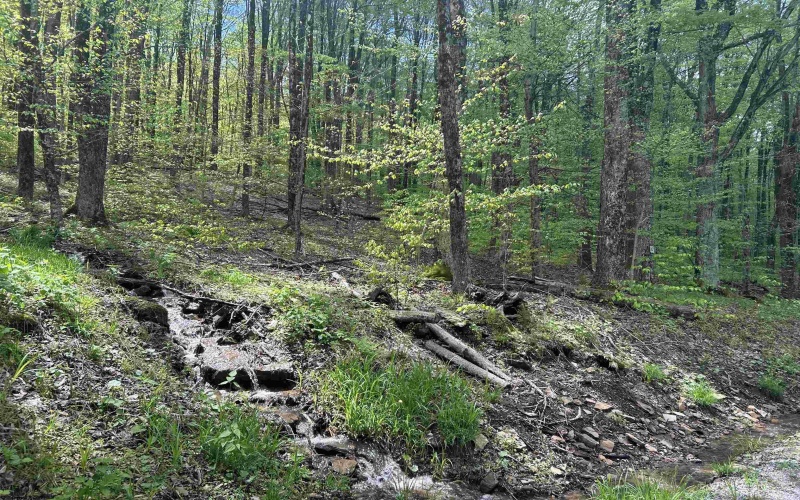 Lot 147 Cabin Mountain Road, Davis, West Virginia 26260, ,Lots/land,For Sale,Cabin Mountain,10158709