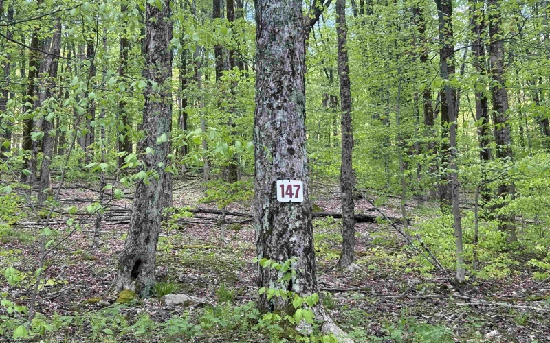 Lot 147 Cabin Mountain Road, Davis, West Virginia 26260, ,Lots/land,For Sale,Cabin Mountain,10158709