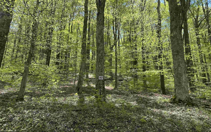 Lot 147 Cabin Mountain Road, Davis, West Virginia 26260, ,Lots/land,For Sale,Cabin Mountain,10158709