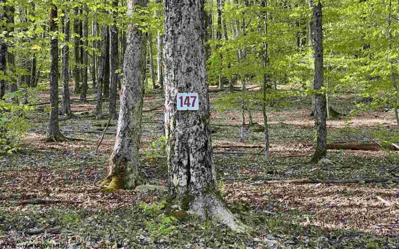 Lot 147 Cabin Mountain Road, Davis, West Virginia 26260, ,Lots/land,For Sale,Cabin Mountain,10158709
