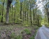 Lot 147 Cabin Mountain Road, Davis, West Virginia 26260, ,Lots/land,For Sale,Cabin Mountain,10158709
