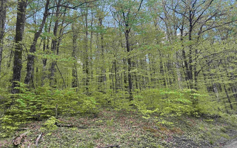 Lot 147 Cabin Mountain Road, Davis, West Virginia 26260, ,Lots/land,For Sale,Cabin Mountain,10158709
