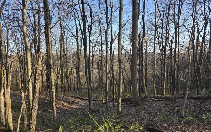 36 Stonecrest Drive, Grafton, West Virginia 26354, ,Lots/land,For Sale,Stonecrest,10158757
