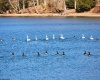 Lot 236 Laurel Circle, Terra Alta, West Virginia 26764, ,Lots/land,For Sale,Laurel,10158928