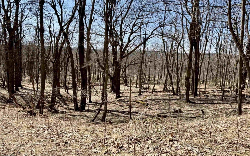 0 Bluebird Drive, Terra Alta, West Virginia 26764, ,Lots/land,For Sale,Bluebird,10158935
