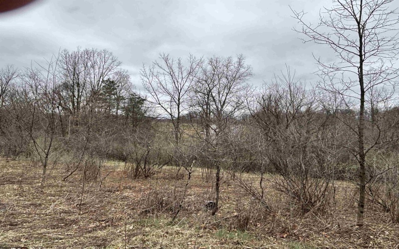 2965 Midway Road, Belington, West Virginia 26250, ,Lots/land,For Sale,Midway,10159083