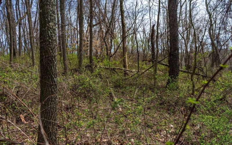 TBD Ooga Ooga Lane, Valley Grove, West Virginia 26060, ,Lots/land,For Sale,Ooga Ooga,10159076