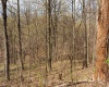 TBD Ooga Ooga Lane, Valley Grove, West Virginia 26060, ,Lots/land,For Sale,Ooga Ooga,10159076