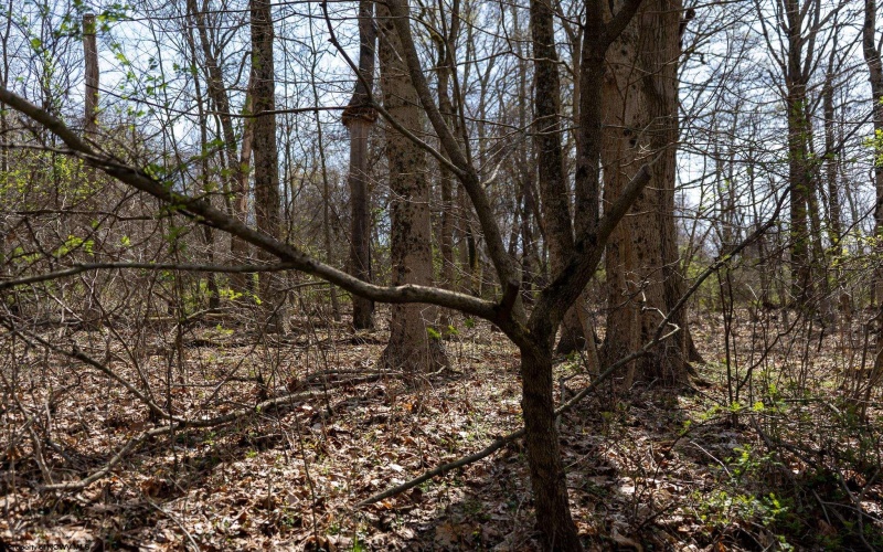 TBD Ooga Ooga Lane, Valley Grove, West Virginia 26060, ,Lots/land,For Sale,Ooga Ooga,10159076