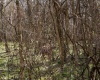 TBD Ooga Ooga Lane, Valley Grove, West Virginia 26060, ,Lots/land,For Sale,Ooga Ooga,10159076