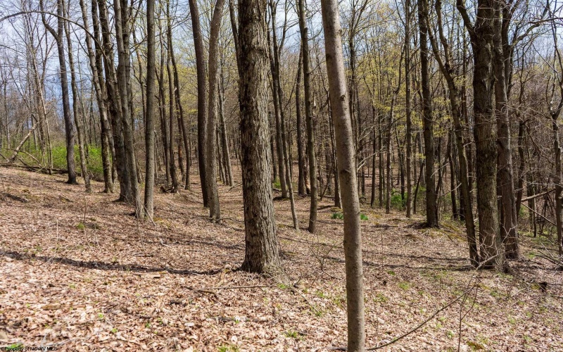 TBD Ooga Ooga Lane, Valley Grove, West Virginia 26060, ,Lots/land,For Sale,Ooga Ooga,10159076