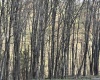 TBD Silent Grove Road, Philippi, West Virginia 26416, ,Lots/land,For Sale,Silent Grove,10159108