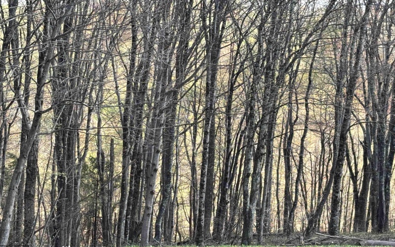 TBD Silent Grove Road, Philippi, West Virginia 26416, ,Lots/land,For Sale,Silent Grove,10159108