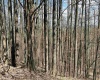 TBD Silent Grove Road, Philippi, West Virginia 26416, ,Lots/land,For Sale,Silent Grove,10159108