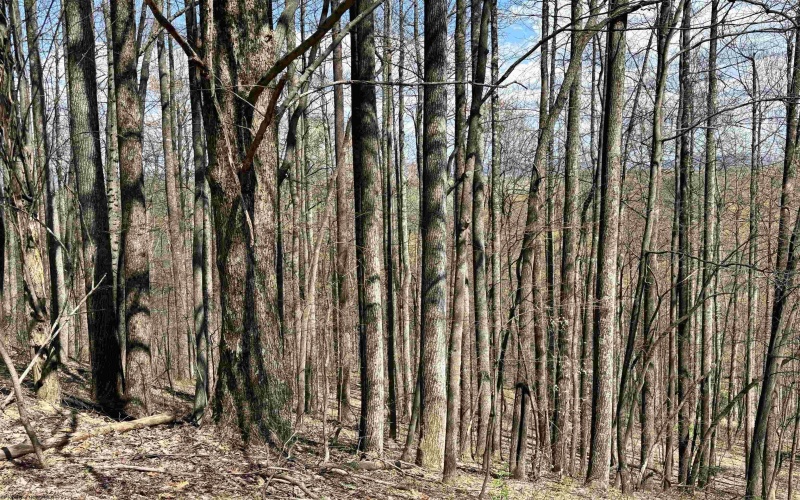 TBD Silent Grove Road, Philippi, West Virginia 26416, ,Lots/land,For Sale,Silent Grove,10159108
