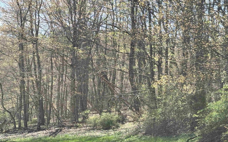 TBD Silent Grove Road, Philippi, West Virginia 26416, ,Lots/land,For Sale,Silent Grove,10159108
