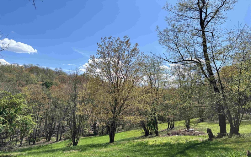 TBD Silent Grove Road, Philippi, West Virginia 26416, ,Lots/land,For Sale,Silent Grove,10159108
