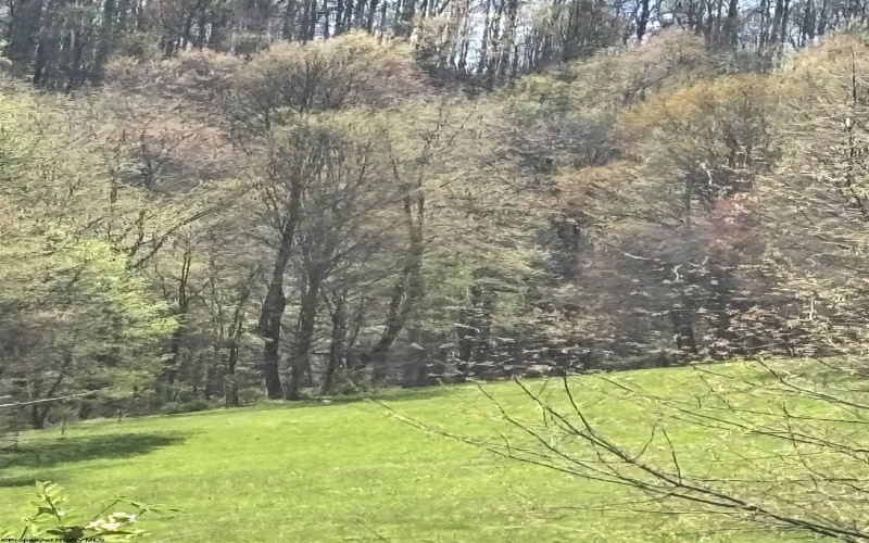 TBD Silent Grove Road, Philippi, West Virginia 26416, ,Lots/land,For Sale,Silent Grove,10159108