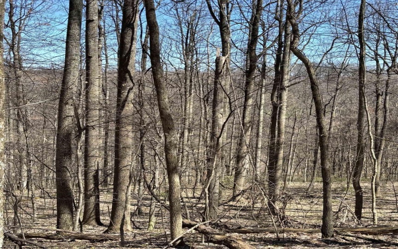 TBD Silent Grove Road, Philippi, West Virginia 26416, ,Lots/land,For Sale,Silent Grove,10159108
