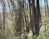 TBD Silent Grove Road, Philippi, West Virginia 26416, ,Lots/land,For Sale,Silent Grove,10159108