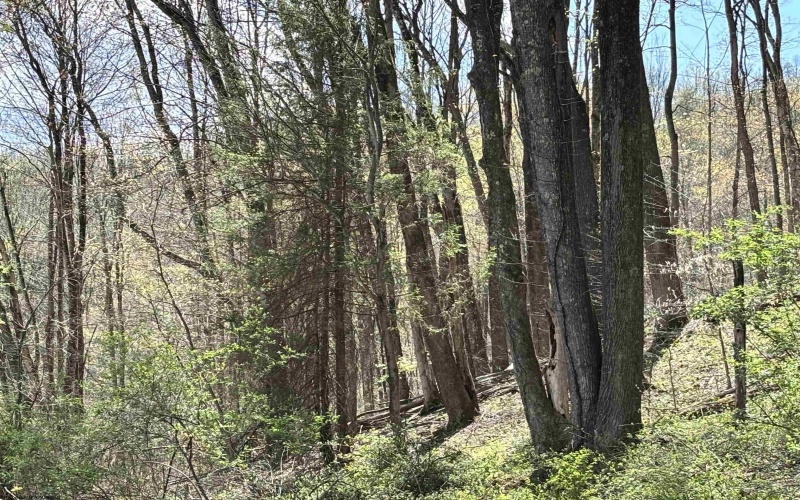 TBD Silent Grove Road, Philippi, West Virginia 26416, ,Lots/land,For Sale,Silent Grove,10159108
