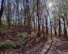 258 Bessie Ann Hill Road, Farmington, West Virginia 26571, ,Lots/land,For Sale,Bessie Ann Hill,10159130