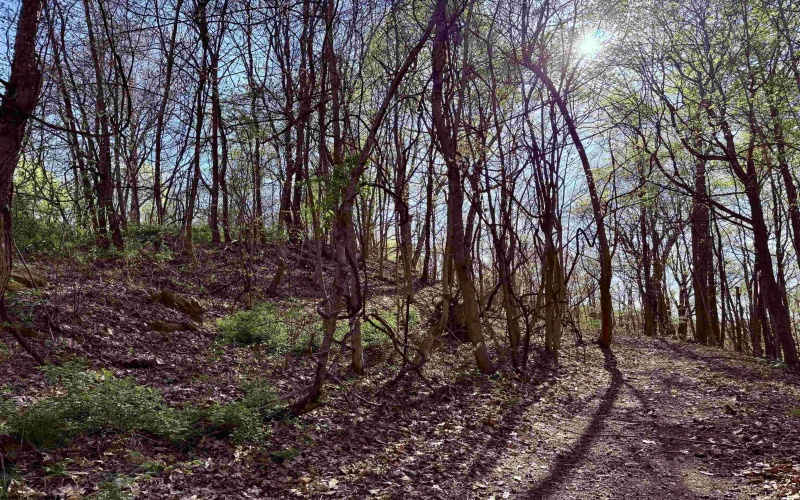 258 Bessie Ann Hill Road, Farmington, West Virginia 26571, ,Lots/land,For Sale,Bessie Ann Hill,10159130
