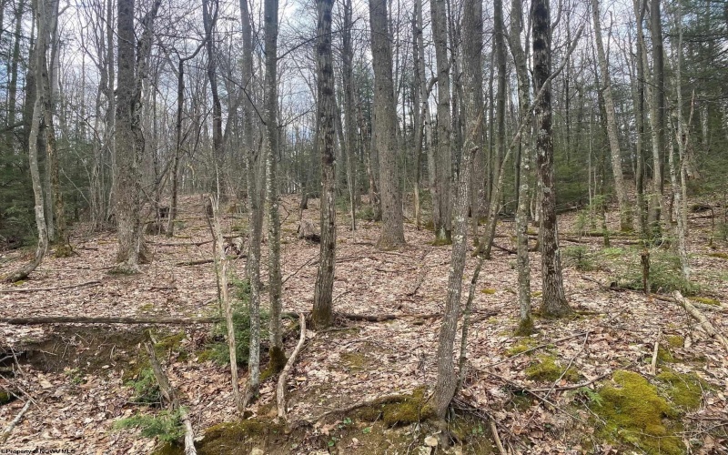 TBD Prison Mine Road, Mill Creek, West Virginia 26280, ,Lots/land,For Sale,Prison Mine,10159214