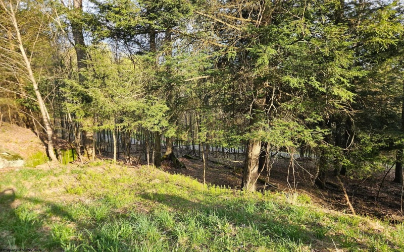 Lot 12 Trailwood Circle, Bruceton Mills, West Virginia 26525, ,Lots/land,For Sale,Trailwood,10159211