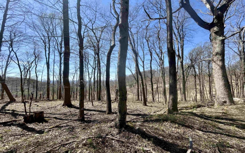TBD Sand Springs Road, Morgantown, West Virginia 26508, ,Lots/land,For Sale,Sand Springs,10159253
