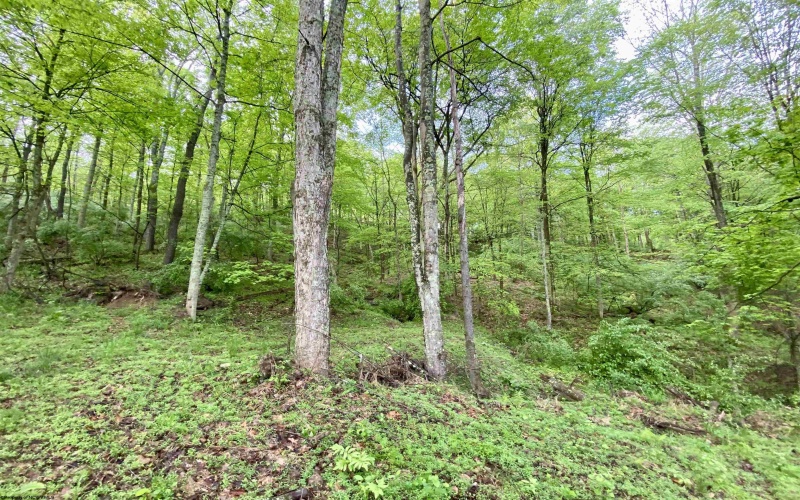 0 Green Valley Road, Bridgeport, West Virginia 26330, ,Lots/land,For Sale,Green Valley,10159339