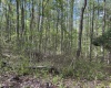 TBD McNair Road, Albright, West Virginia 26519, ,Lots/land,For Sale,McNair,10159374